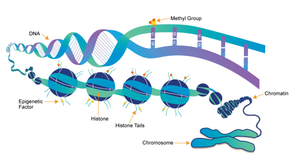 Epigenetics and Lamarckian Evolution